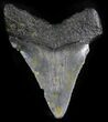 Chubutensis Tooth - Megalodon Ancestor #25373-1